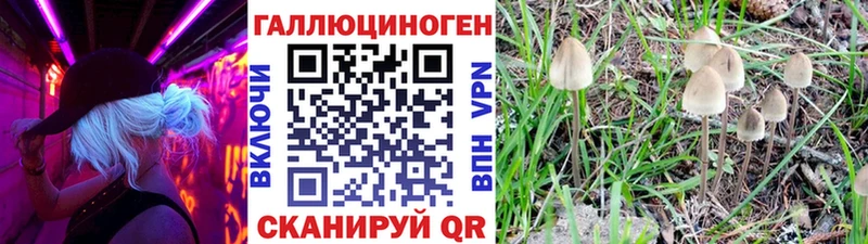 закладки  Липецк  Псилоцибиновые грибы Cubensis 
